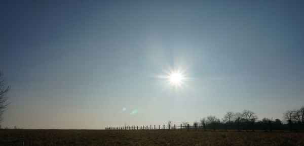 Koppel unter Wintersonne