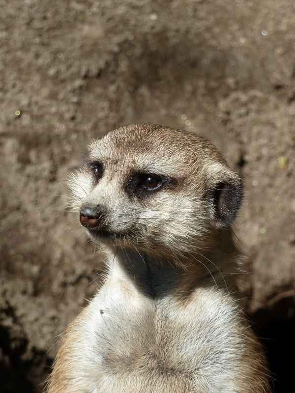 Erdmännchenporträt I