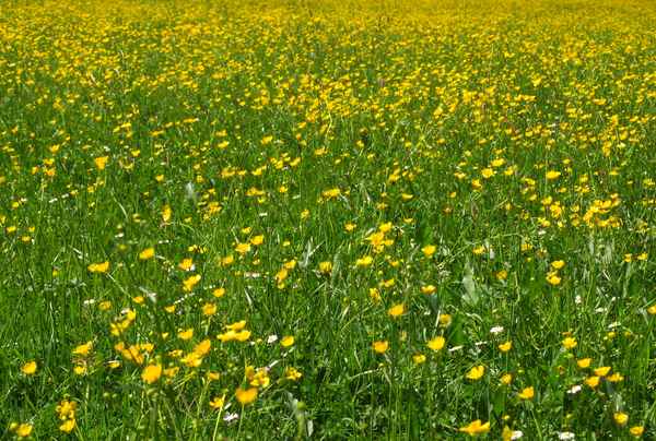 Mai.Impressionen aus der Natur 1