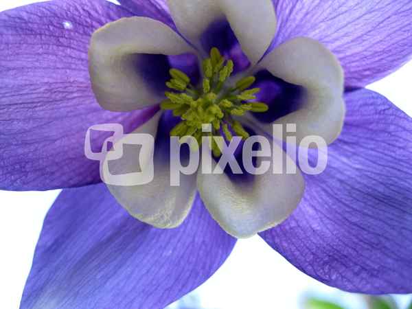 Akeleiblüte