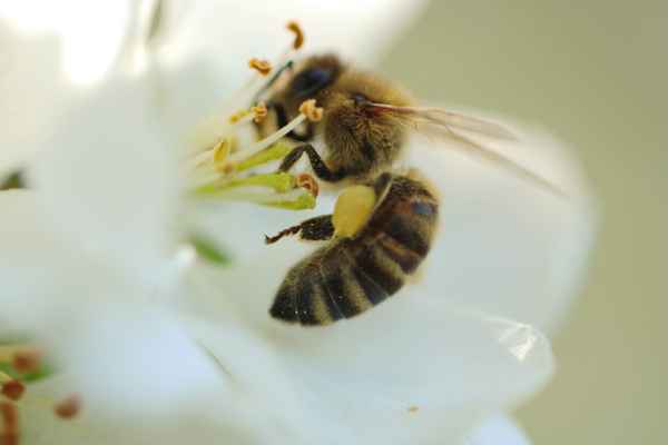 Biene auf Blume