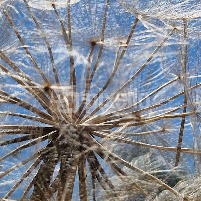 Pusteblume