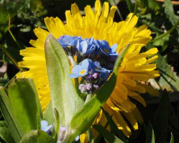 frühlingsblüten