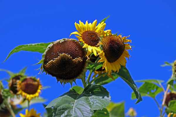 Die letzten Sonnenblumen