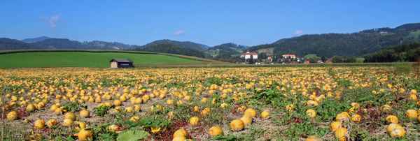 Kürbisfeld-Panorama
