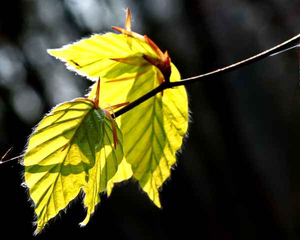 buchenlaub im frühlingsgrün
