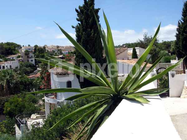 Typisch für Spanien, Agave