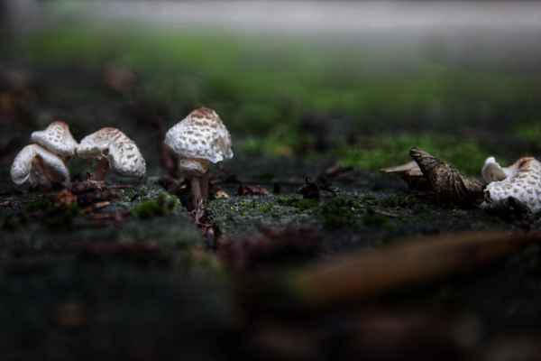 Pilze zwischen den Pflastersteinen