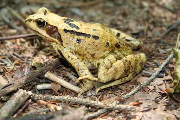 Ich red doch keinen Quaaak