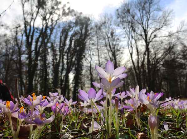 Der Frühling kommt...