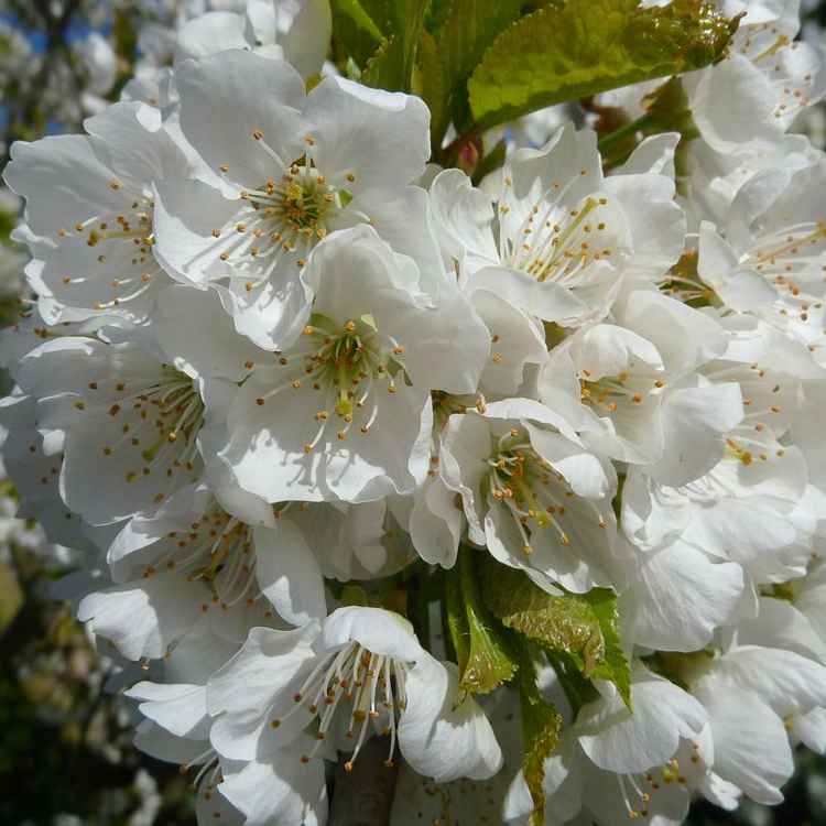 Kirschblüten in Hülle und Fülle