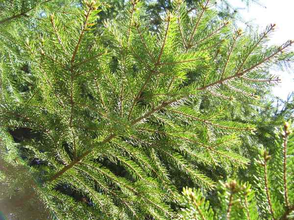 Zweige im Gegenlicht 1