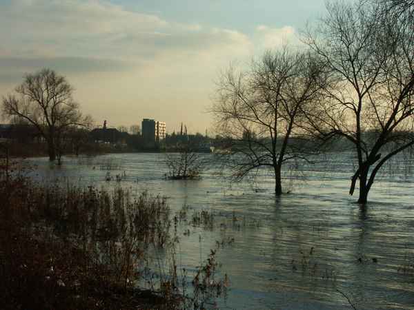  Hochwasserbäume