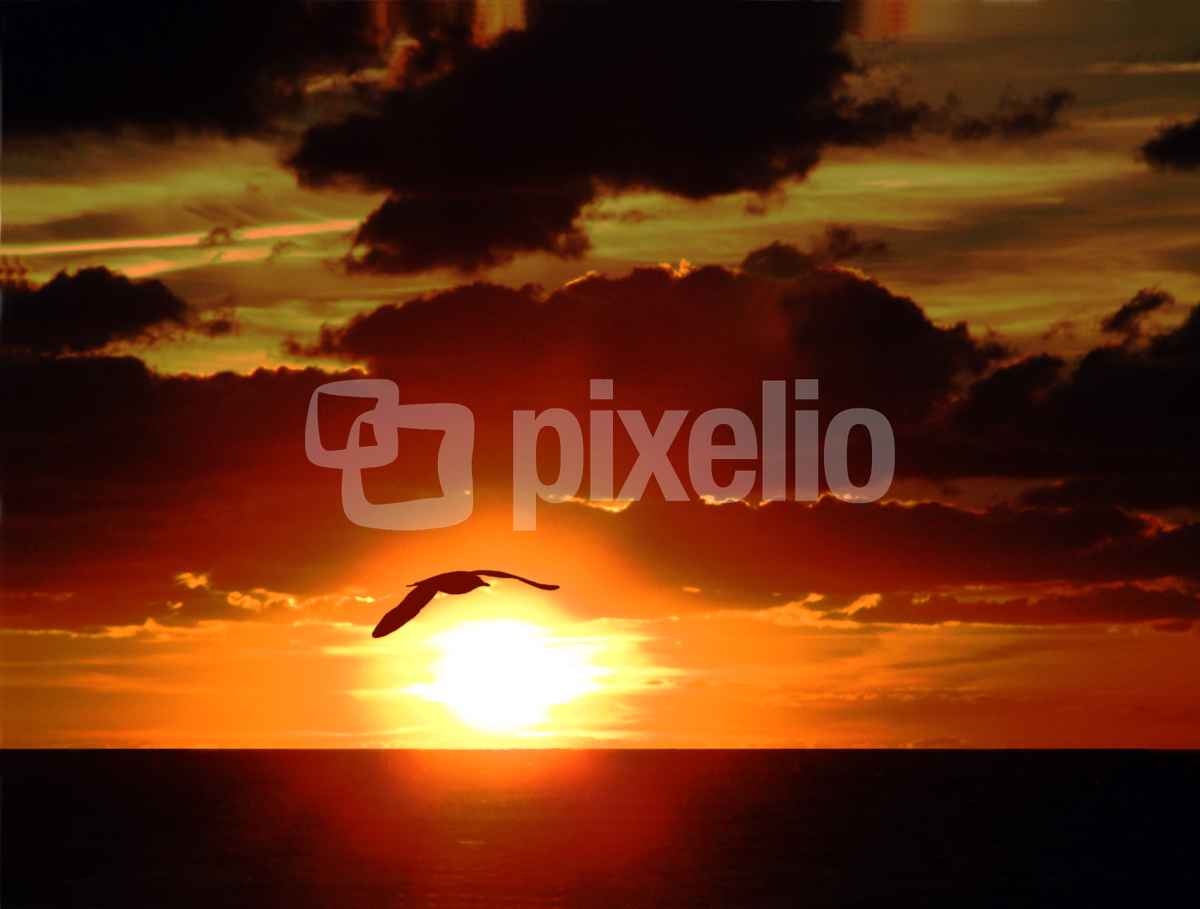 Sonnenvogel