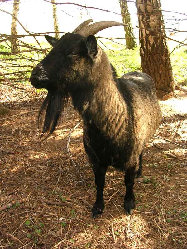 unsere Ziege - 01