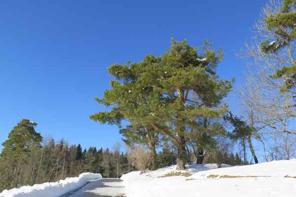Auf dem Zürcher Hausberg Forch