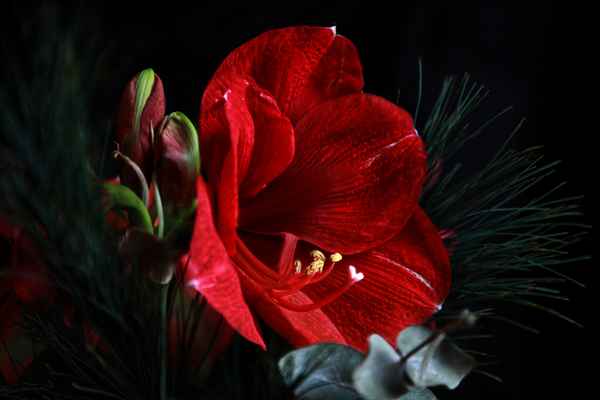 Amaryllis