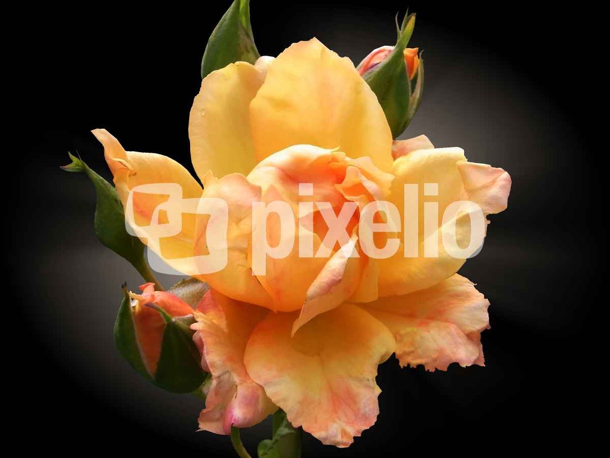 rose...freigestellt