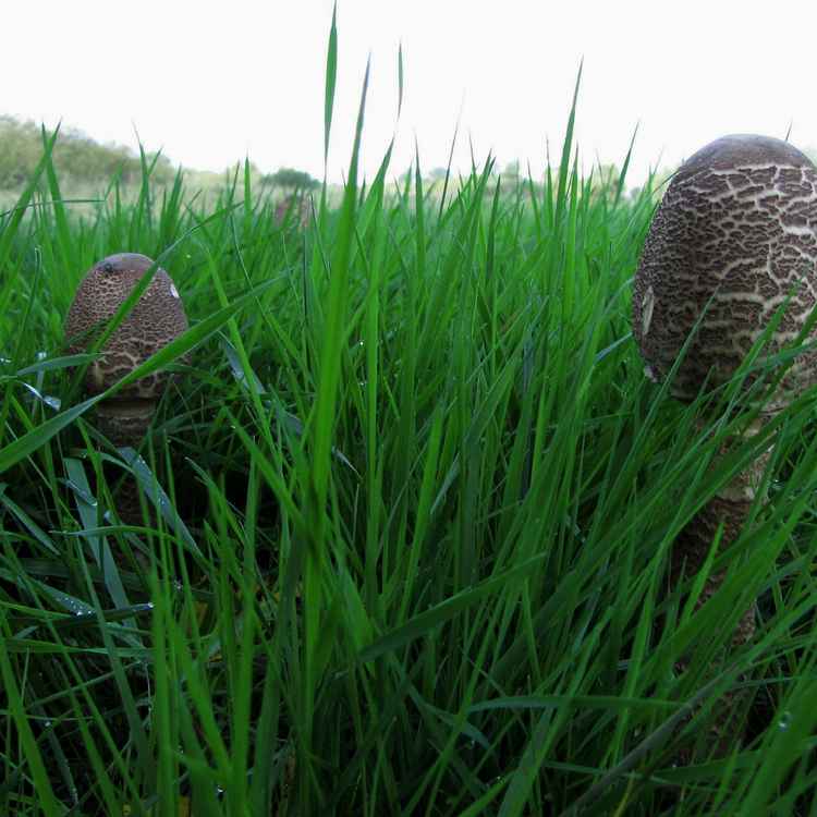 Morgenstunde im Bremer Blockland