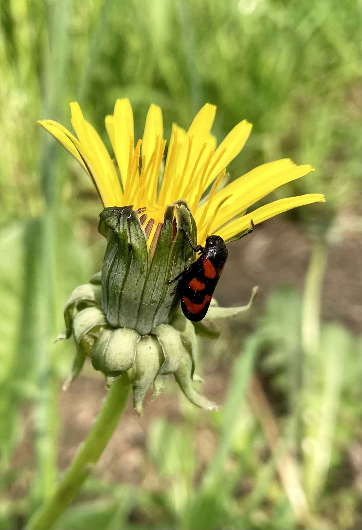 Blutzikade an Löwenzahn