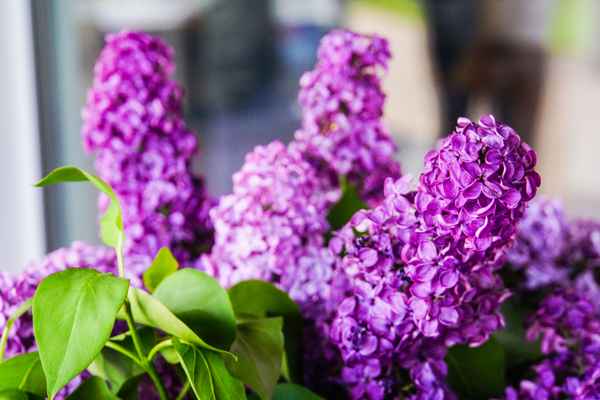 Fliederblüten lila