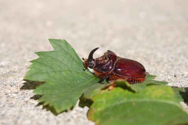 Nashornkäfer (Oryctes nasicornis)