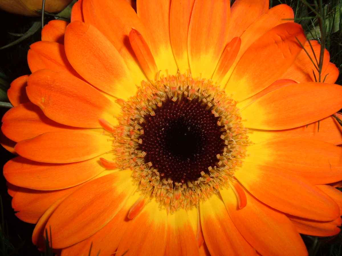 Gerbera