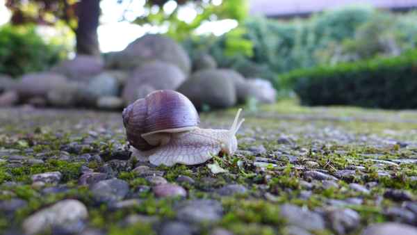 Weinbergschnecke