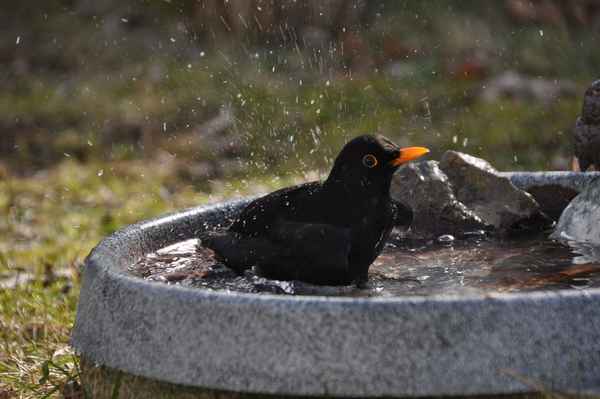 badende Amsel