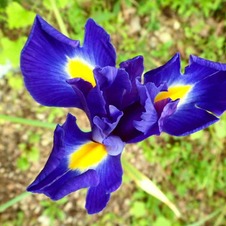 Pflanzentraum in blau