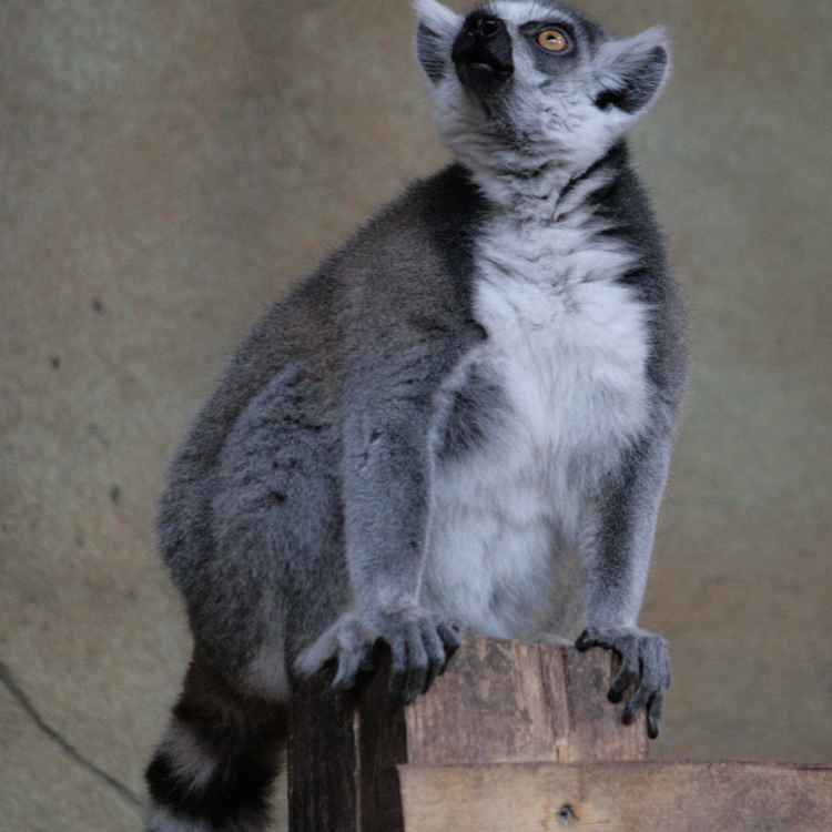 King Julian