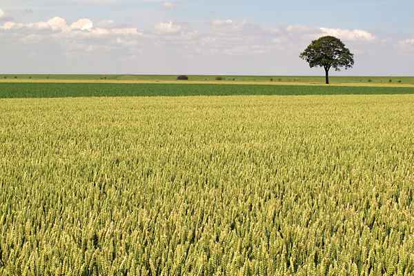Ährenfeld mit Baum