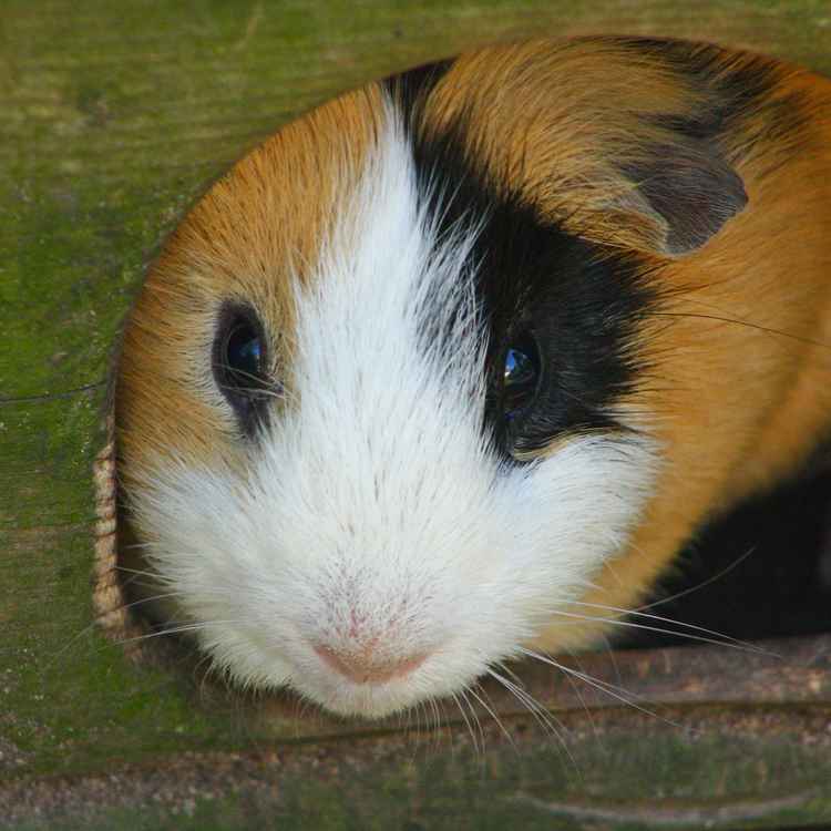 Meerschweinchenblick