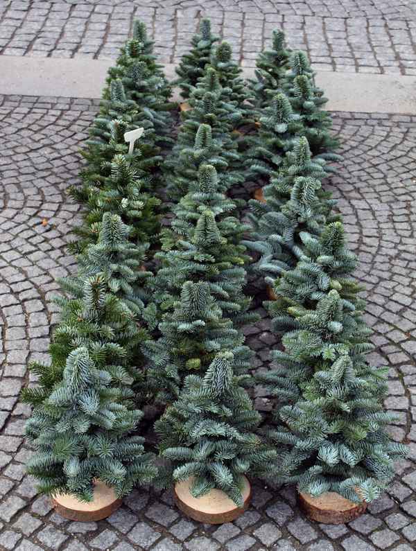 Advent in München 1