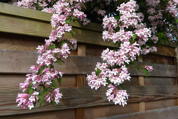 Gruss aus Nachbars Garten