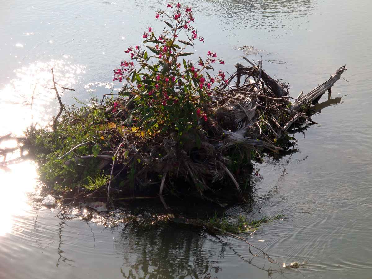 Insel im Fluss