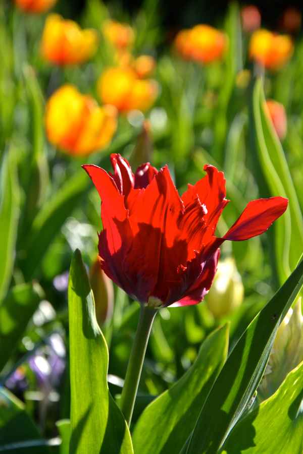 Tulpe