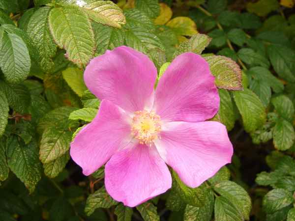 Heckenrose