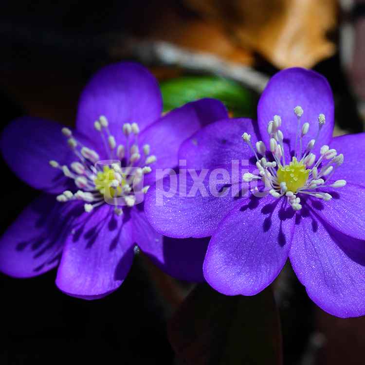 Leberblümchen