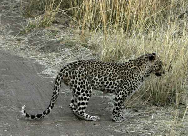 Leopard