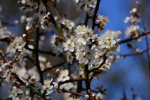 Frühlingsblüte