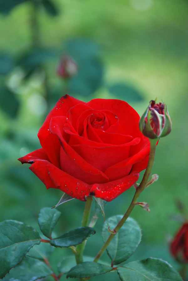 Palmengarten_Rosenfest_2009_011