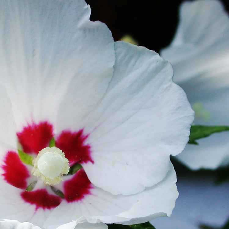 hibiskus 01
