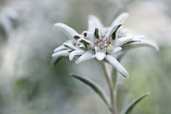Edelweiss