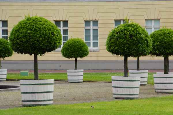 Mobile Bäume vor dem Schloß