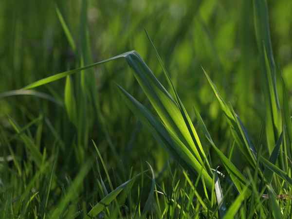 frühlingsmorgen - gras - grün