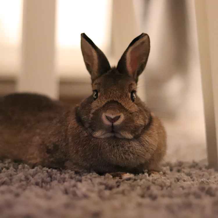 Kaninchen im Wohnzimmer