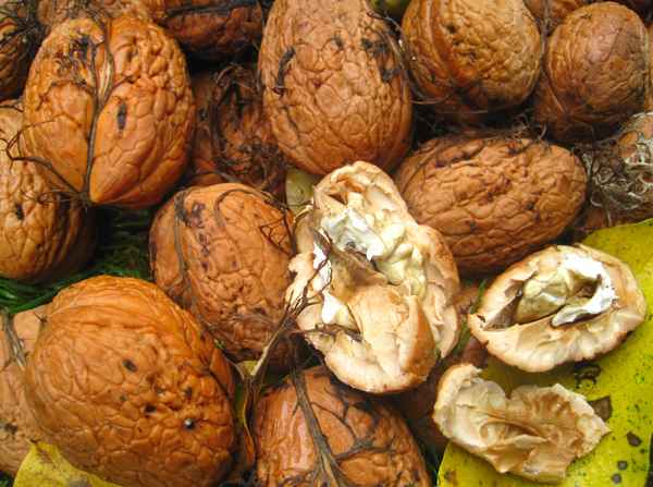 Frische Walnüsse noch in der Schale