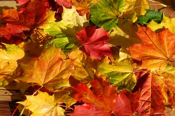 im Herbst 3