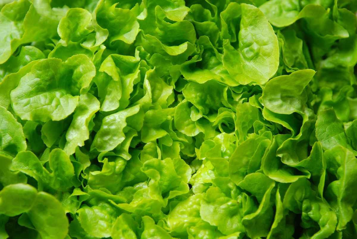 Salat